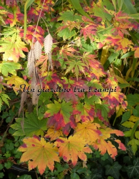 Acer japonicum "Taki no gawa" Acer japonicum "Taki no gawa"