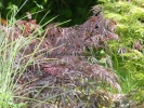 Acer palmatum "Dissectum Tamukeyama"