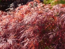 Acer palmatum "Dissectum Tamukeyama"