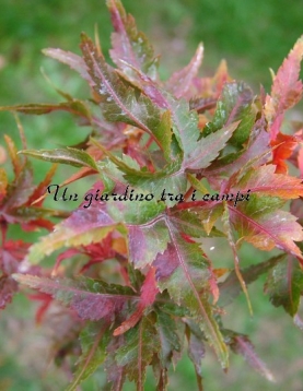 Acer palmatum "Taroh yama"