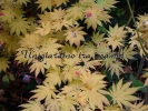 Acer shirasawanum "Tenuifolium"