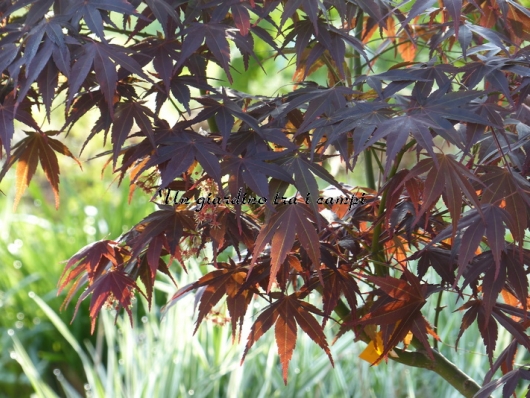 Acer palmatum "Teriba"