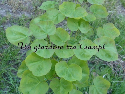 Acer platanoides "Tharandt" Acer platanoides "Tharandt"