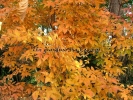Acer triflorum Acer triflorum