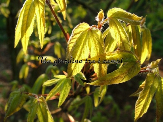 Acer triflorum Acer triflorum