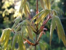 Acer triflorum Acer triflorum