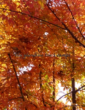 Acer triflorum