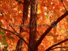 Acer triflorum Acer triflorum