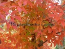 Acer triflorum Acer triflorum
