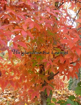 Acer triflorum