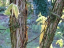 Acer triflorum Acer triflorum