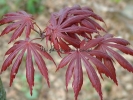 Acer palmatum "Trompenburg"