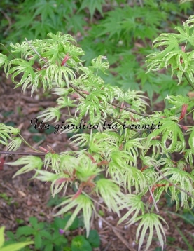 Acer palmatum "Uki gumo"