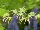 Acer palmatum "Uki gumo"