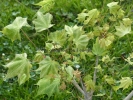 Acer pictum "Usugumo" Acer pictum "Usugumo"