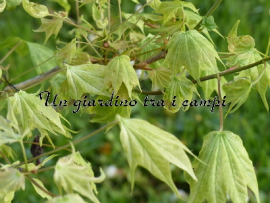 Acer pictum "Usugumo" Acer pictum "Usugumo"