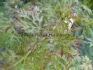 Acer palmatum "Dissectum Viridis"