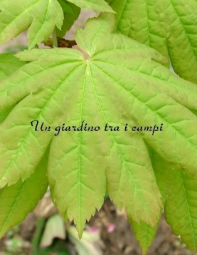 Acer japonicum "Vitifolium" Acer japonicum "Vitifolium"