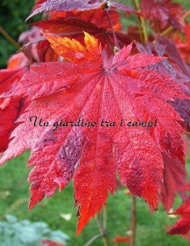 Acer japonicum "Vitifolium" Acer japonicum "Vitifolium"