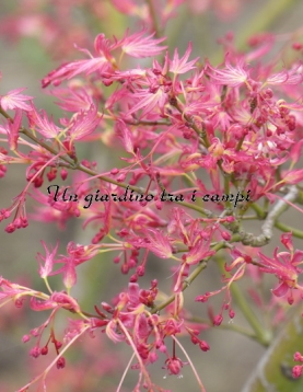Acer palmatum "Wilson's pink dwarf"