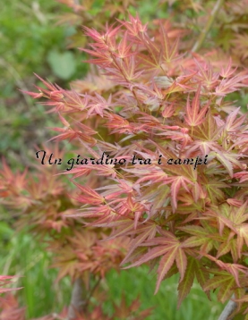 Acer palmatum "Wilson's pink dwarf"