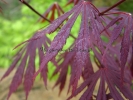 Acer shirasawanum "Yasemin"