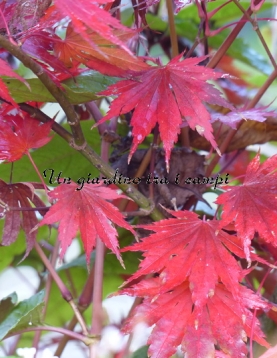 Acer shirasawanum "Yasemin"