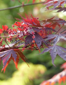 Acer shirasawanum "Yasemin"
