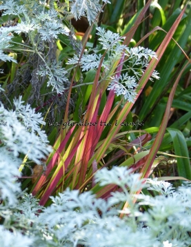 Imperata cylindrica "Red baron"