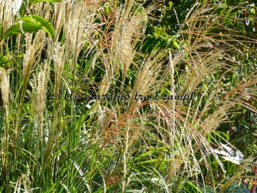 Miscanthus sinensis "Adagio" Miscanthus sinensis "Adagio"
