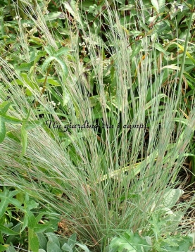 Andropogon scoparius "Prairie Blues"