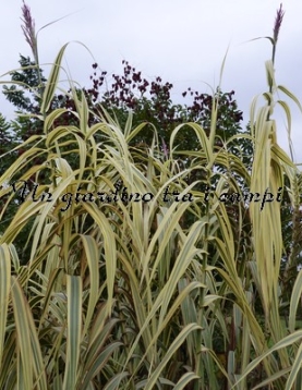Arundo donax "Variegata"