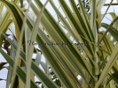 Arundo donax "Variegata"
