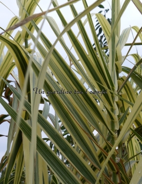 Arundo donax "Variegata"