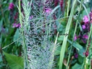 Calamagrostis brachytrica