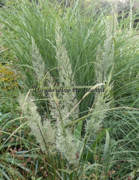 Calamagrostis brachytrica