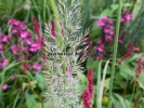 Calamagrostis brachytrica