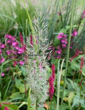 Calamagrostis brachytrica
