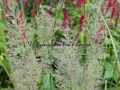 Calamagrostis brachytrica