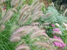 Pennisetum alopecuroides "Cassian's choice" Pennisetum alopecuroides "Cassian's choice"