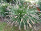 Pennisetum alopecuroides "Cassian's choice" Pennisetum alopecuroides "Cassian's choice"