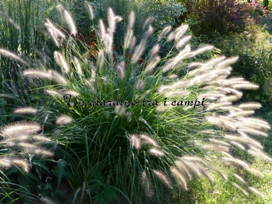 Pennisetum alopecuroides "Cassian's choice" Pennisetum alopecuroides "Cassian's choice"