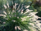 Pennisetum alopecuroides "Cassian's choice" Pennisetum alopecuroides "Cassian's choice"