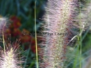 Pennisetum alopecuroides "Cassian's choice" Pennisetum alopecuroides "Cassian's choice"