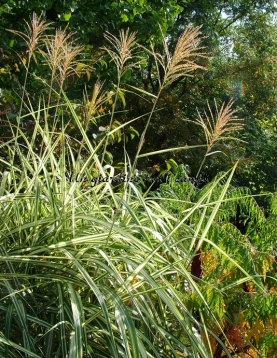 Miscanthus sinensis var.condens. "Cosmopolitan"