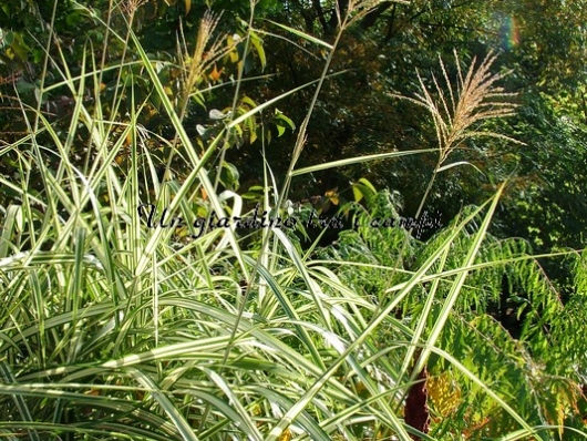 Miscanthus sinensis var.condens. "Cosmopolitan" Miscanthus sinensis var.condens. "Cosmopolitan"