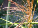 Miscanthus sinensis var.condens. "Cosmopolitan" Miscanthus sinensis var.condens. "Cosmopolitan"