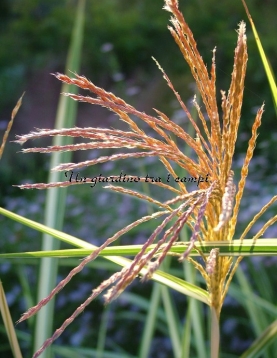 Miscanthus sinensis var.condens. "Cosmopolitan"