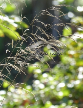 Deschampia cespitosa