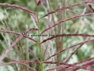 Miscanthus sinensis "Ferner Osten"